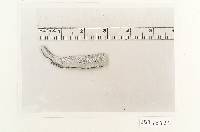 Ganoderma leucocreas image