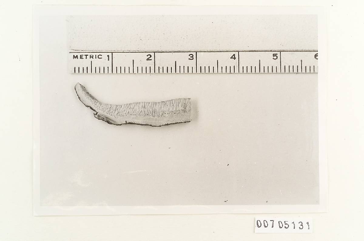 Ganoderma leucocreas image