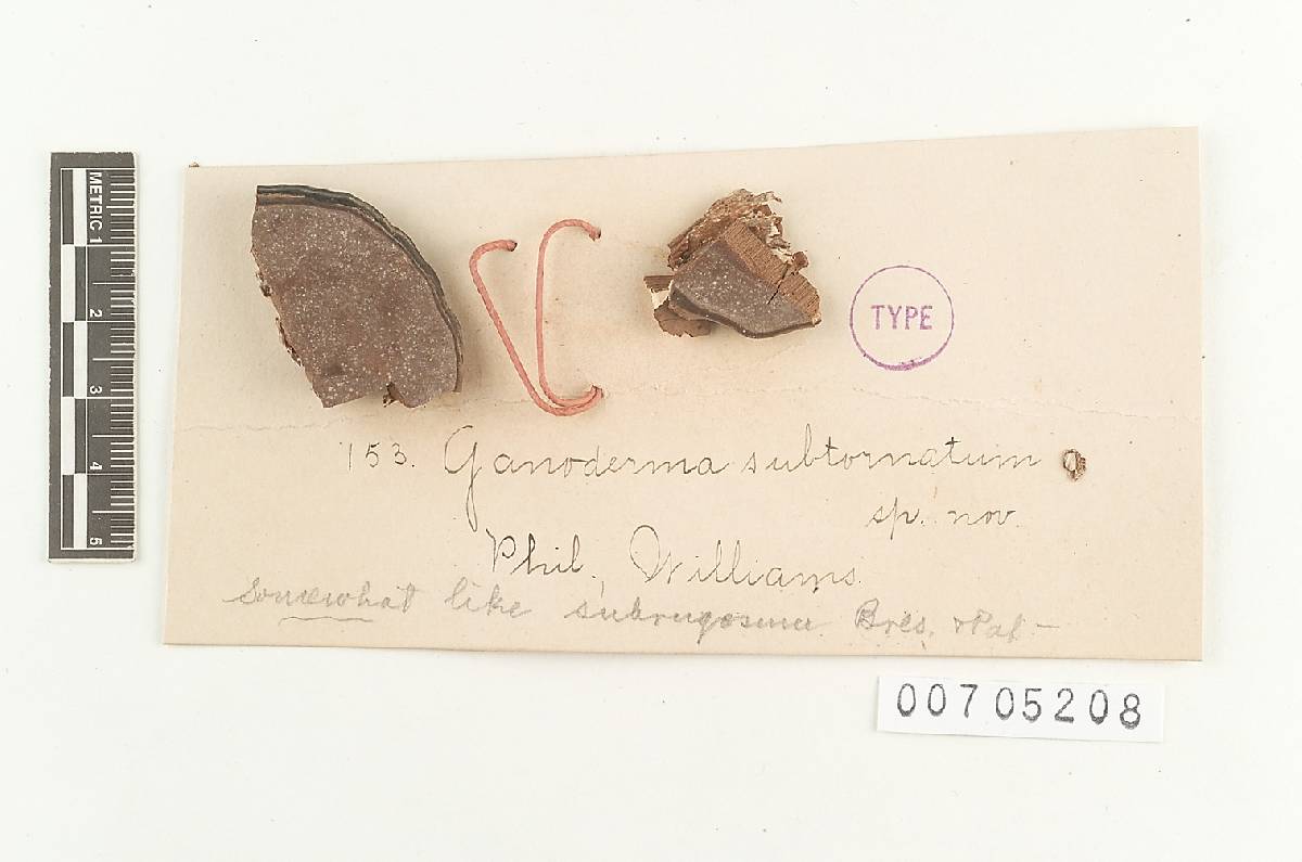Ganoderma subtornatum image