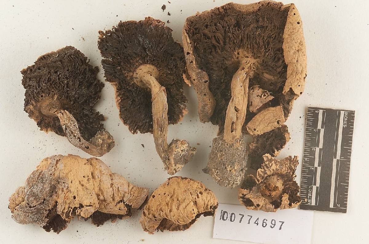 Agaricus praemagnus image