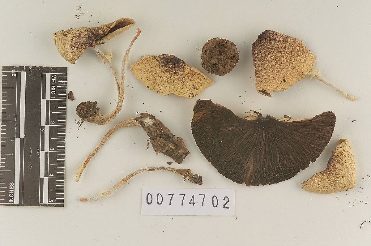 Agaricus rufoaurantiacus image