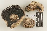 Agaricus vinaceovirens image