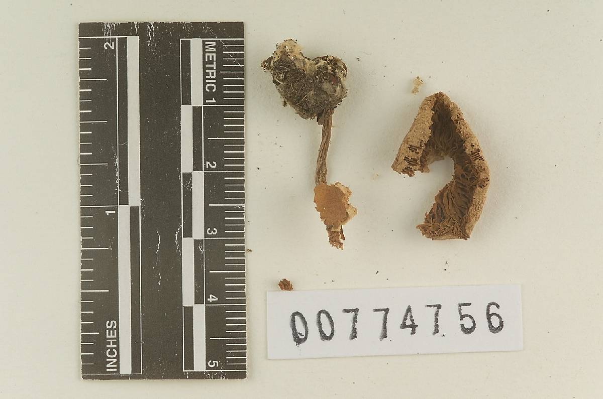 Agaricus discomorbidus image