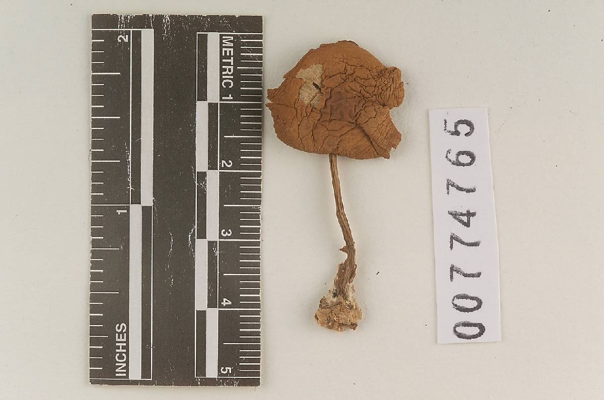 Agaricus illicitus image