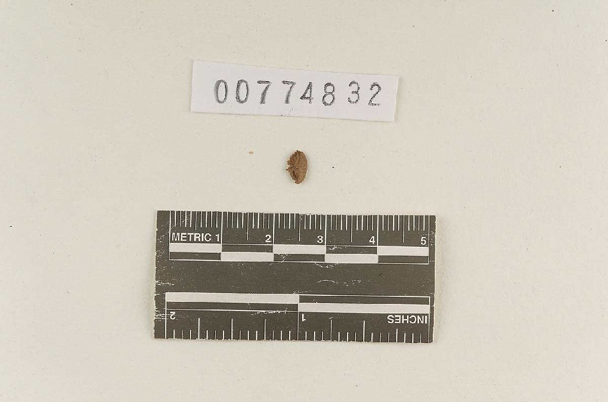 Agaricus subpellucidus image