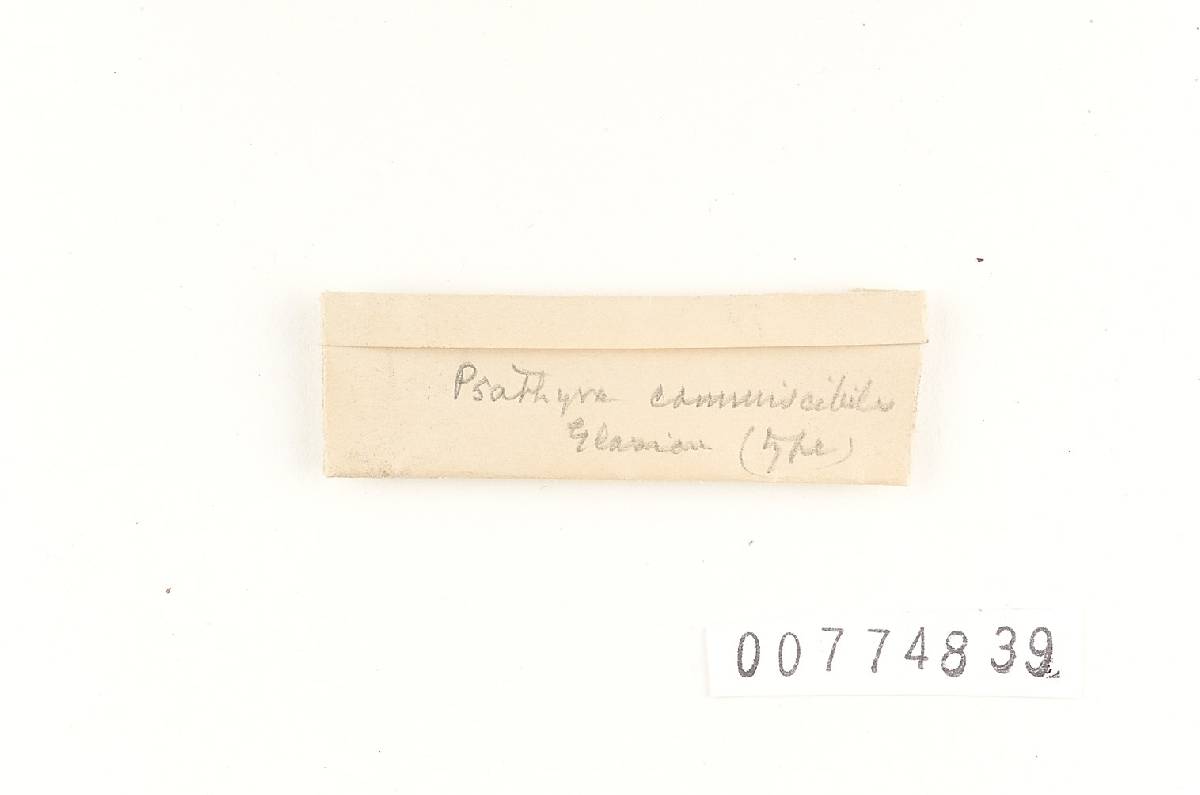 Agaricus commiscibilis image