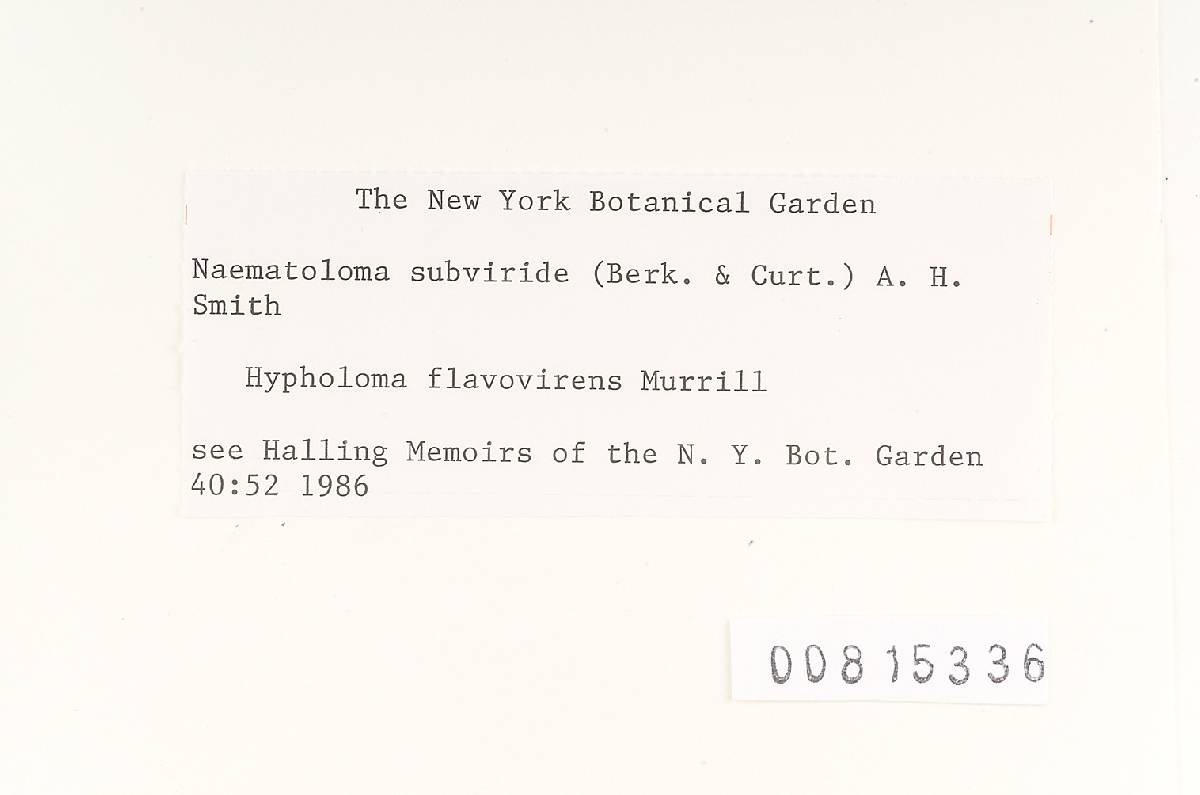Hypholoma flavovirens image
