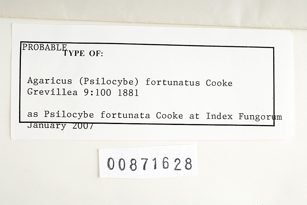 Agaricus fortunatus image