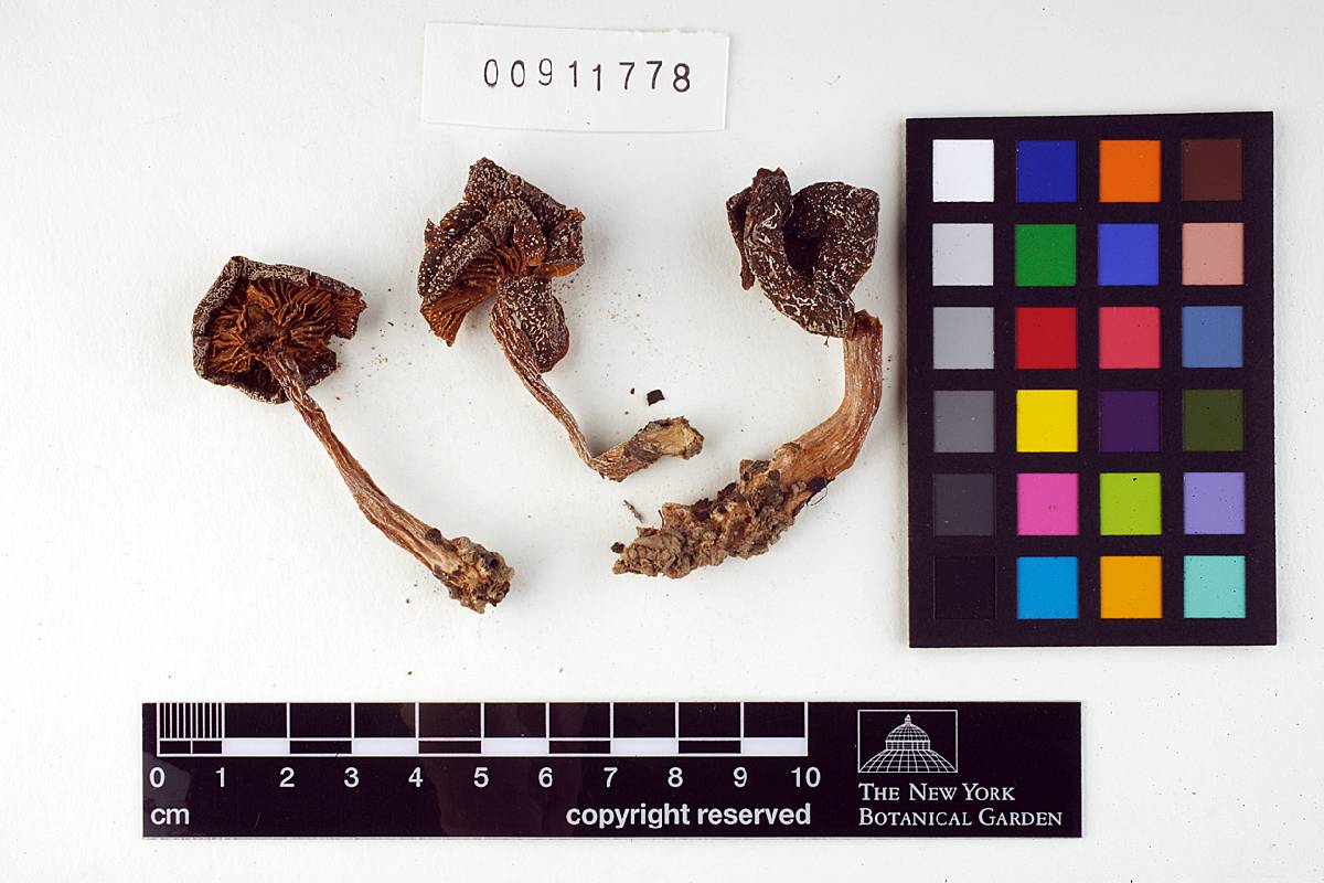 Entoloma atrogriseum image