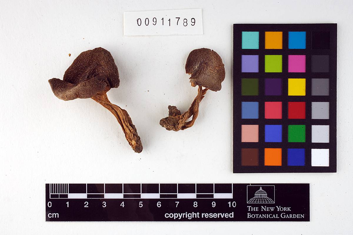 Entoloma pseudocostatum image