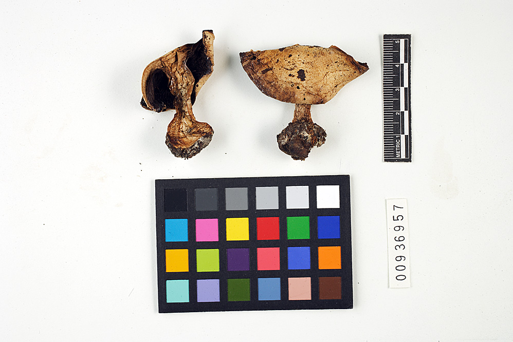 Agaricus devoniensis subsp. bridghamii image