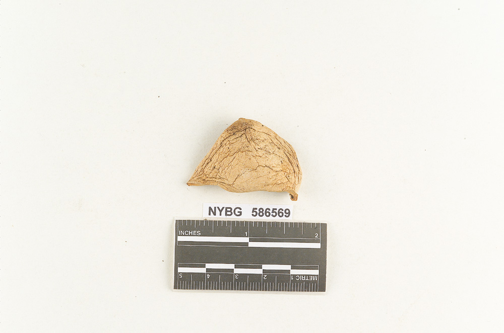 Clitocybe aromatica var. olivascens image