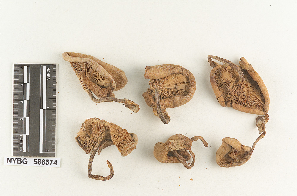 Clitocybe broadwayi image