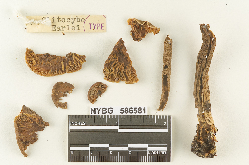 Clitocybe earlei image