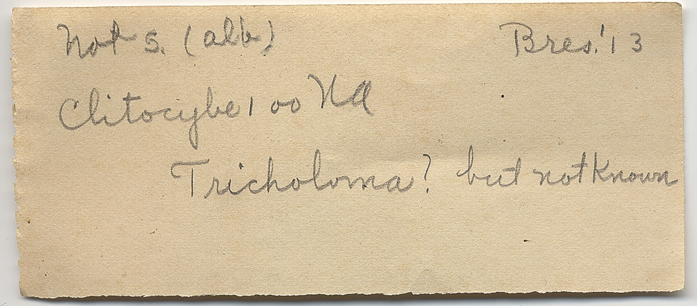 Clitocybe earlei image