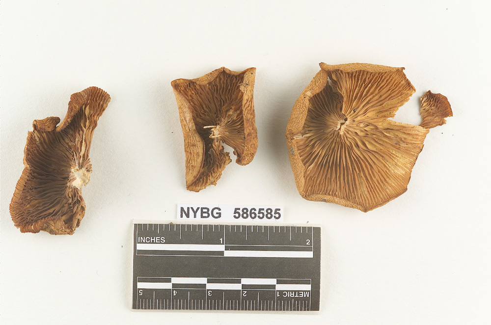 Clitocybe foveolata image