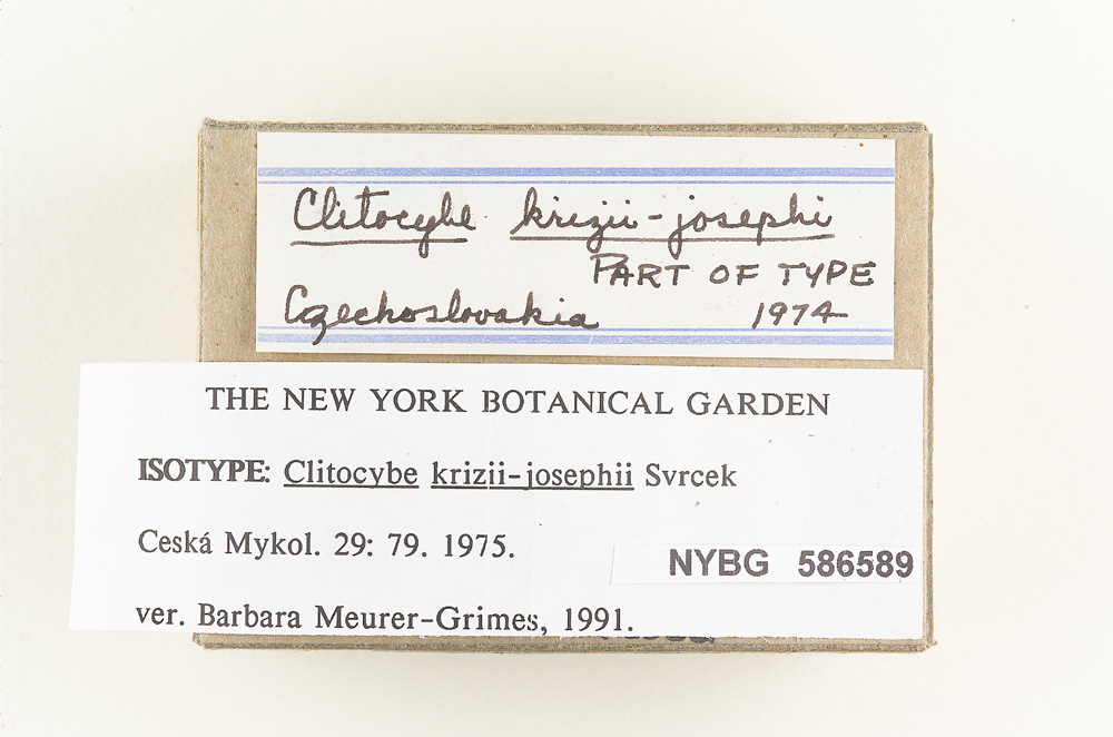 Clitocybe krizii-josephi image