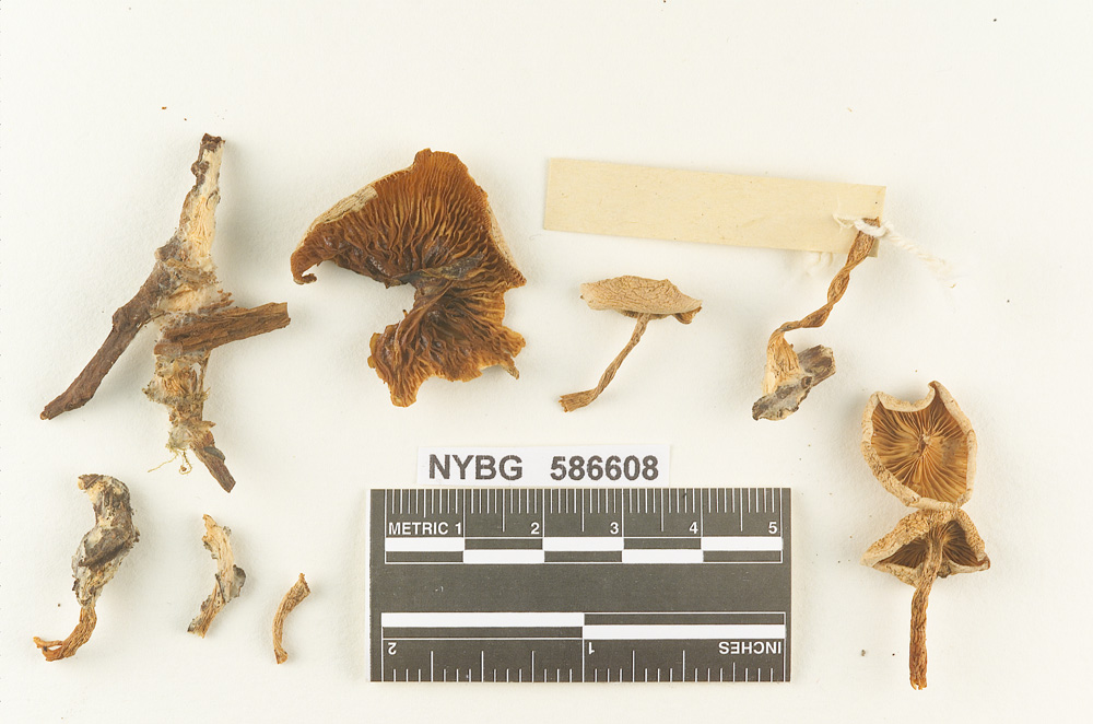 Clitocybe subcandicans image