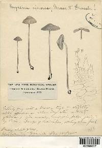 Mycena aetites image