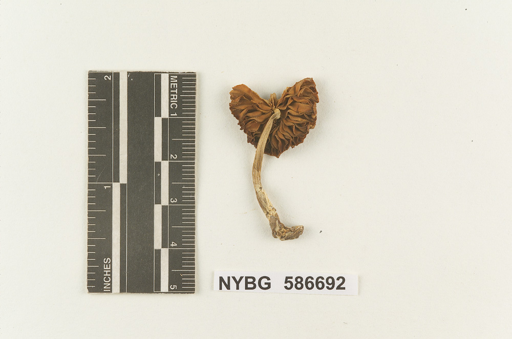 Marasmius harrisii image