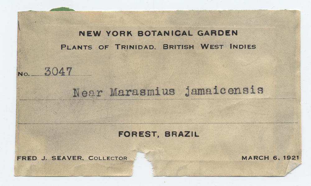 Marasmius jamaicensis image