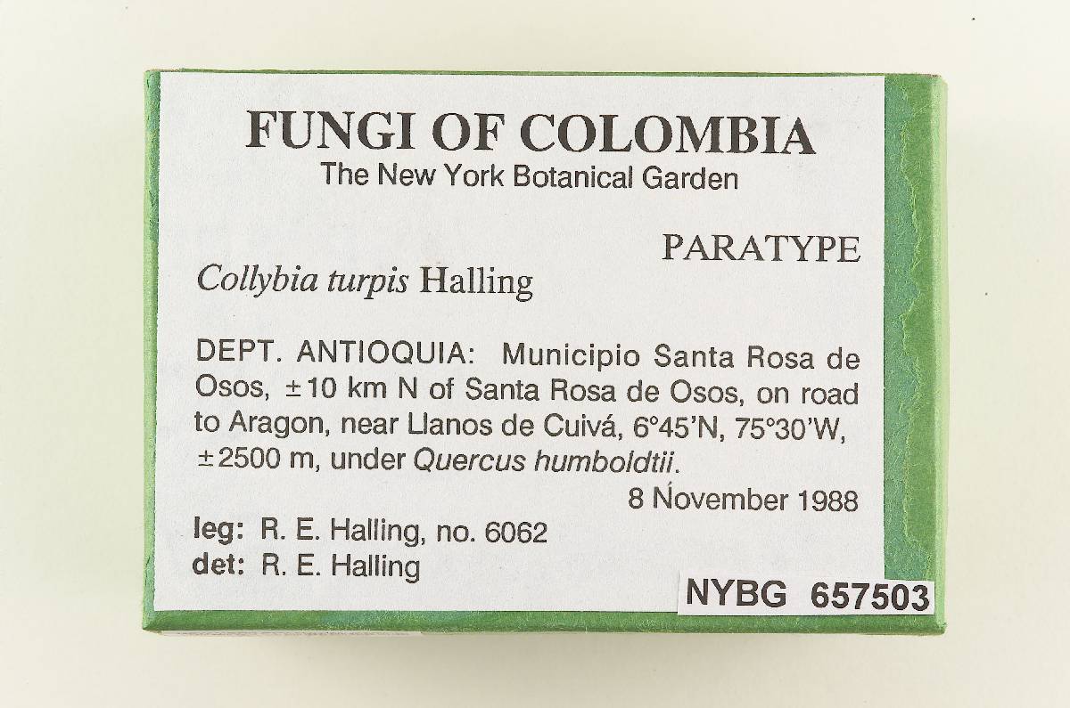 Collybia turpis image