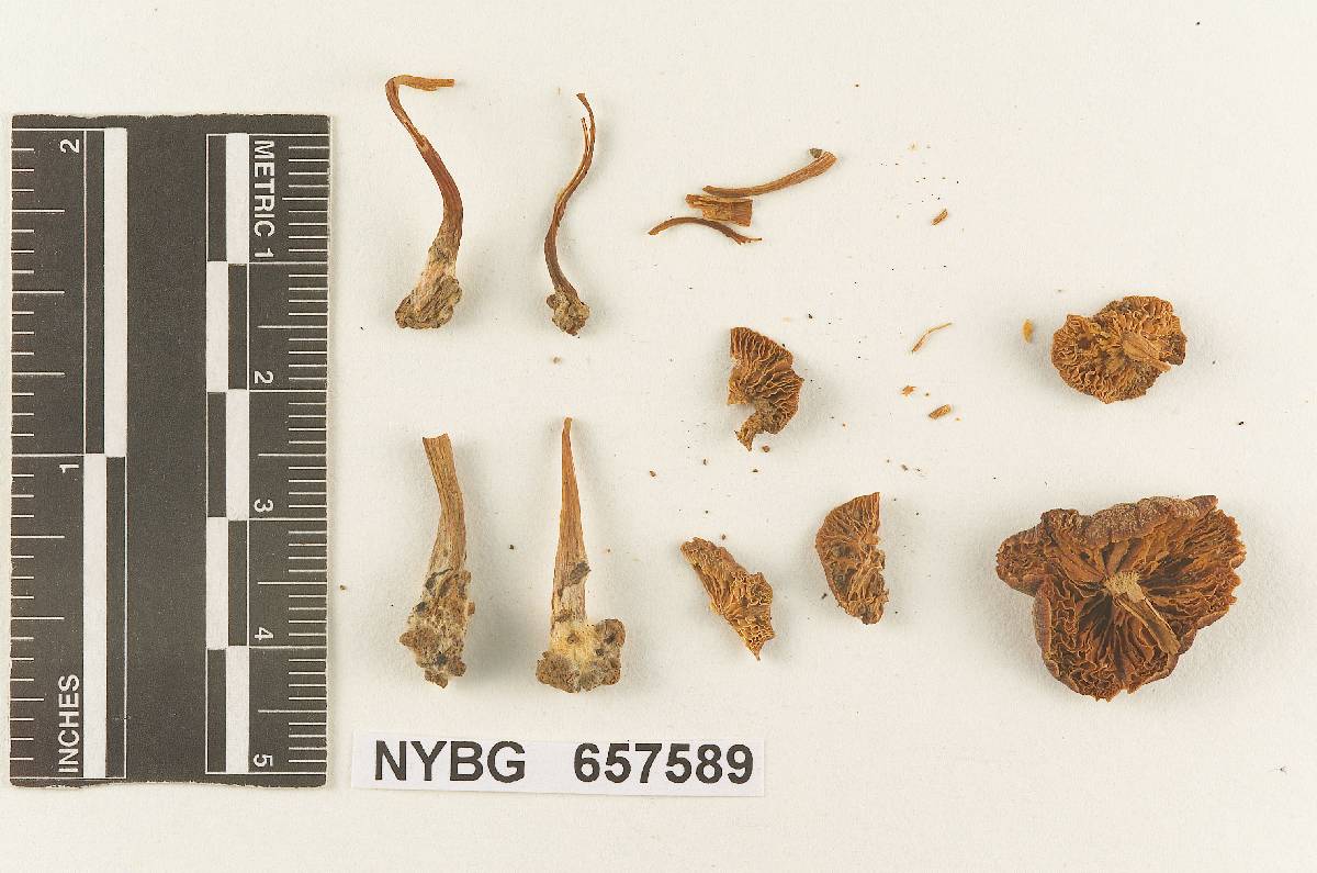 Gymnopus unakensis image
