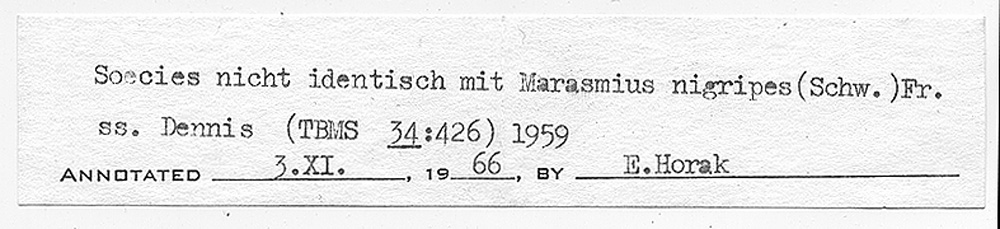 Marasmius graminis image