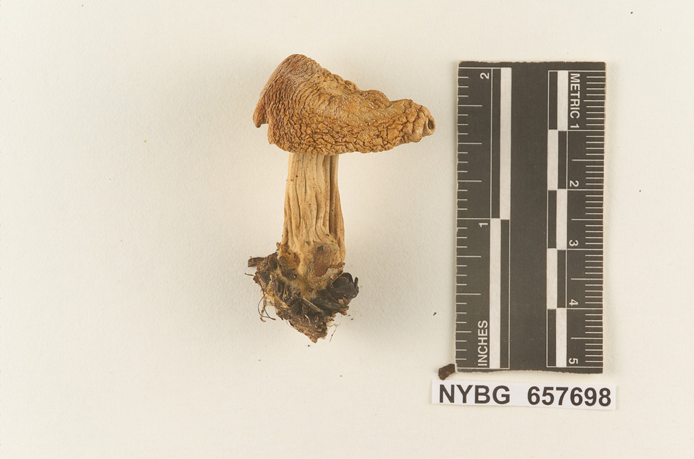 Rhodocollybia laulaha image
