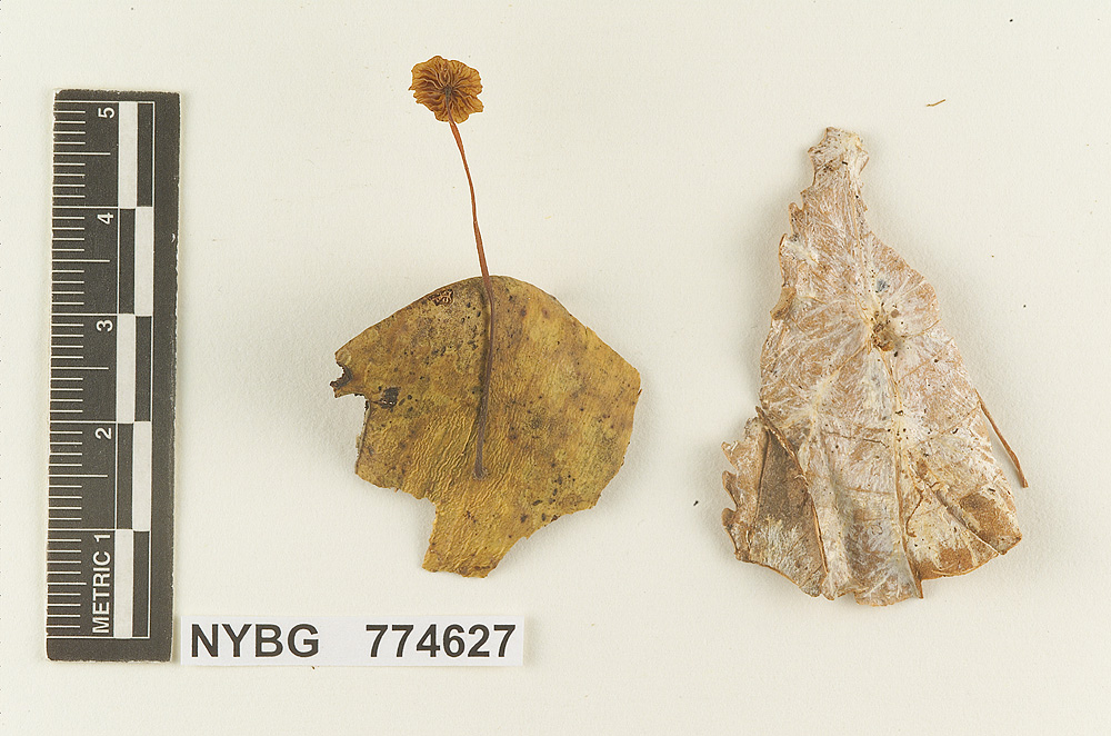 Marasmius soliformis image