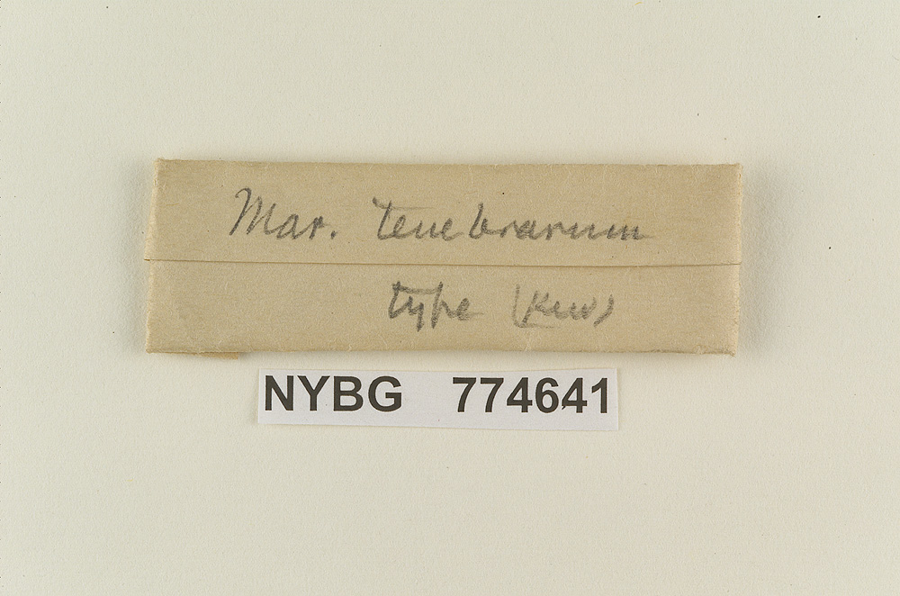Marasmius tenebrarum image