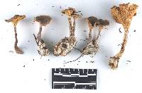 Ampulloclitocybe clavipes image