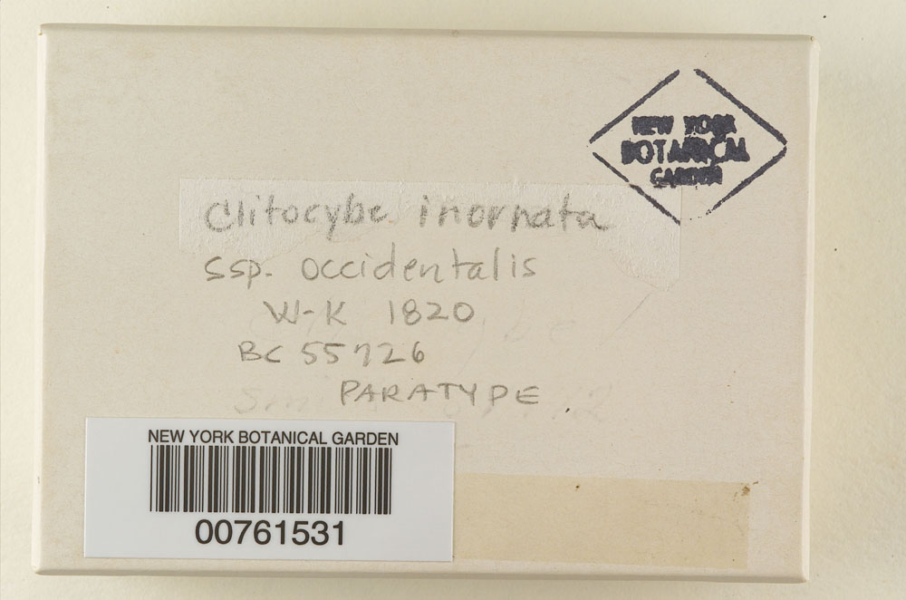 Clitocybe inornata subsp. occidentalis image