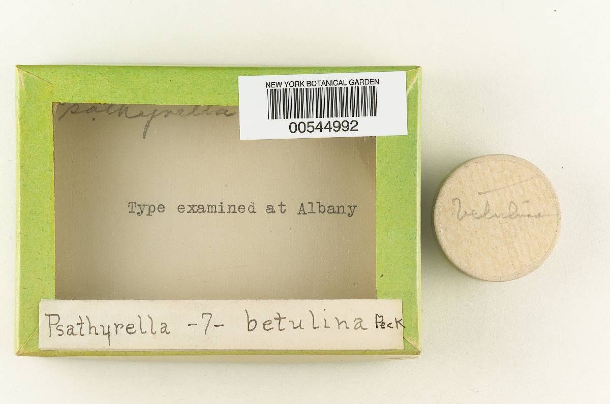 Psathyrella betulina image
