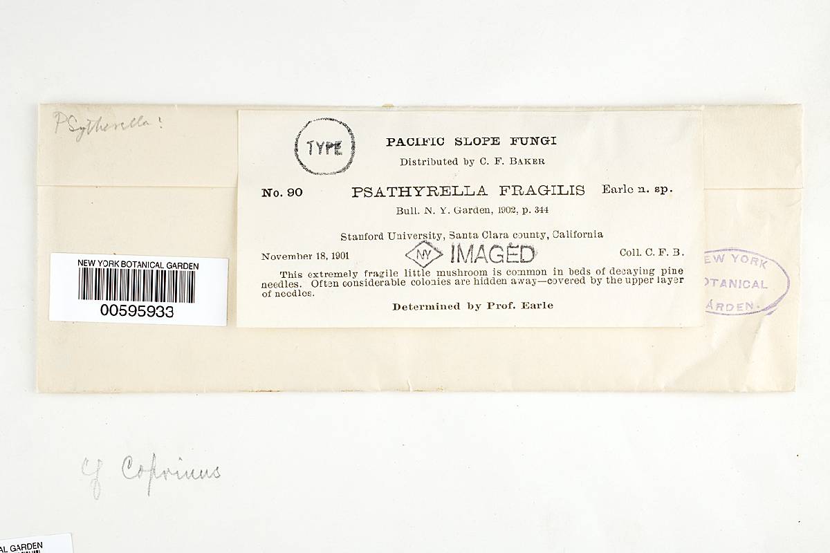 Psathyrella fragilis image