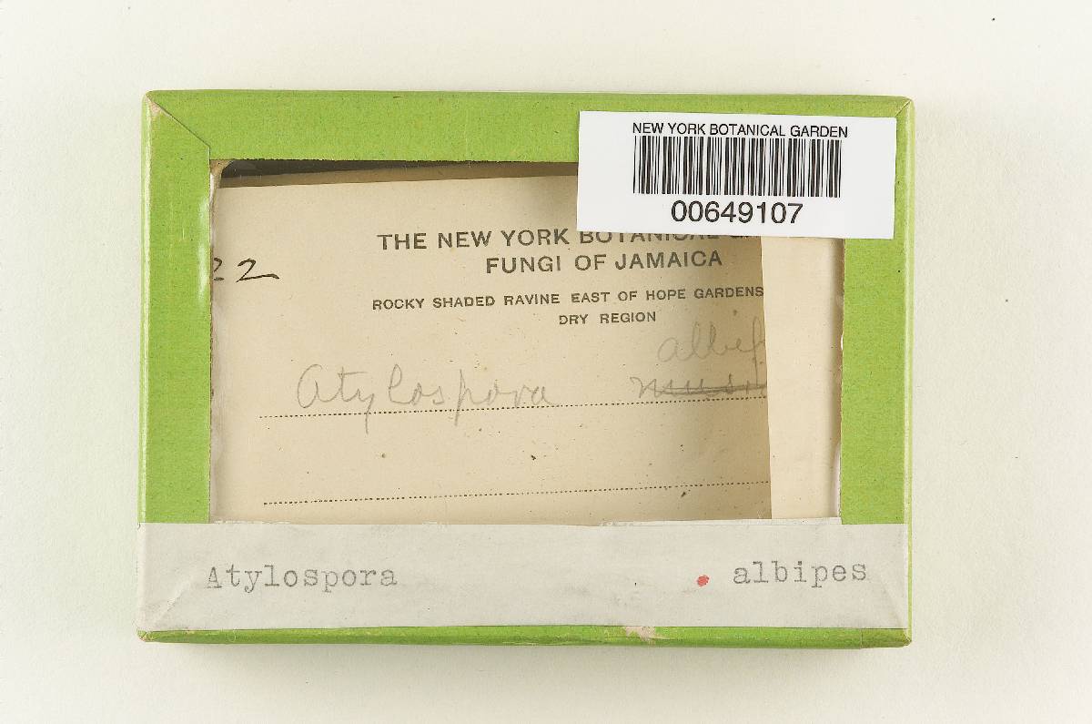 Astylospora albipes image