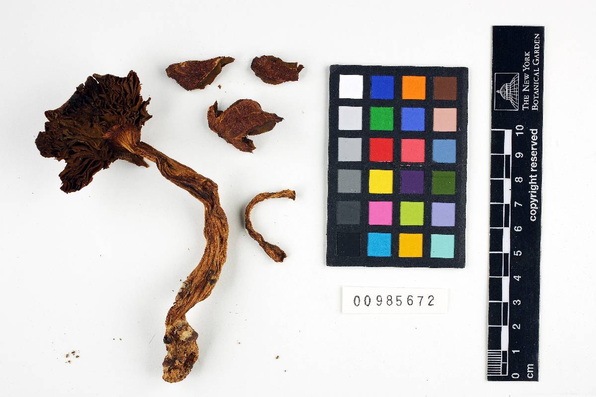 Cortinarius whiteae image