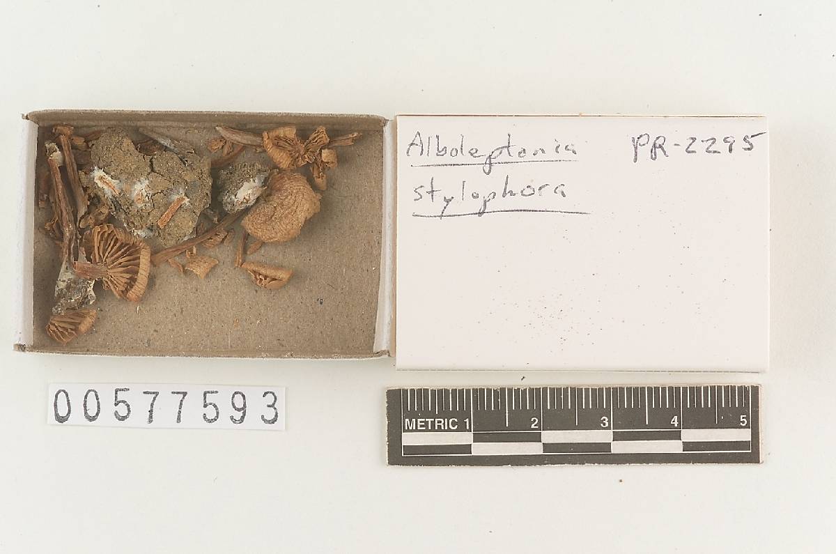 Alboleptonia stylophora image