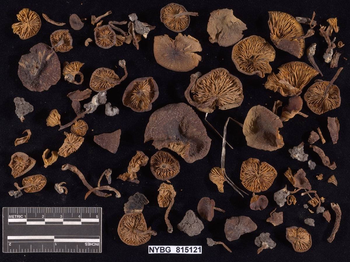 Entoloma commune image