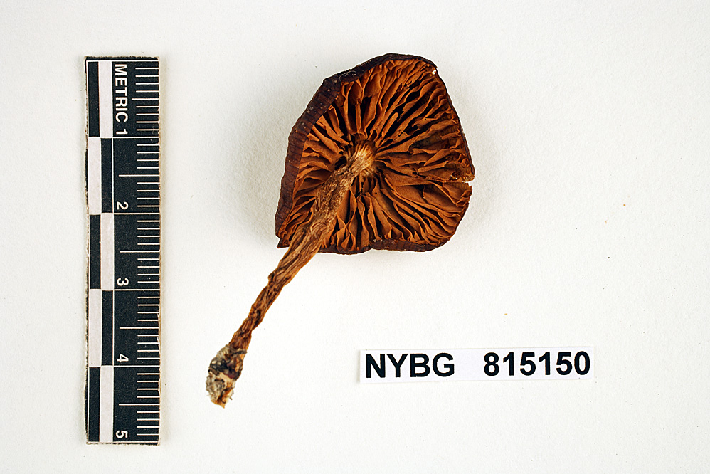 Entoloma subcommune image