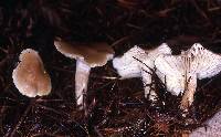 Entoloma sericatum image