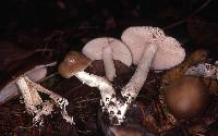 Entoloma sericatum image