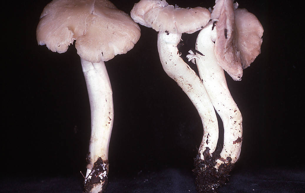 Entoloma saepium image