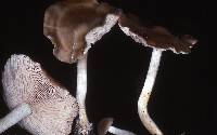 Entoloma rhodopolium image