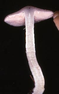 Entoloma sericatum image