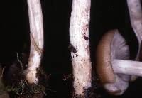 Entoloma rhodopolium image