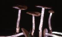 Entoloma rhodopolium image