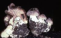 Entoloma subsaundersii image