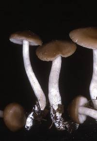 Entoloma sericatum image