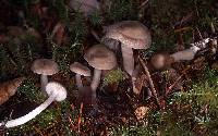 Entoloma acutipes image